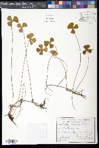 Marsilea drummondii image
