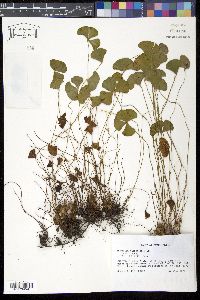 Marsilea macropoda image