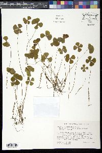 Media resource of Marsilea polycarpa