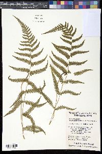 Metathelypteris laxa image