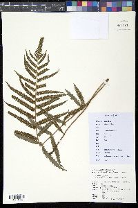 Christella acuminata image