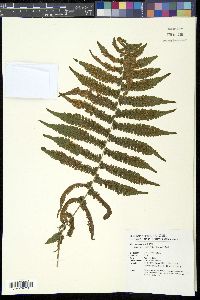 Christella hispidula image