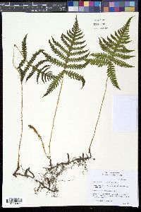 Phegopteris connectilis image