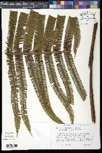 Thelypteris decussata image