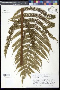 Media resource of Thelypteris decussata