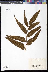 Meniscium reticulatum image