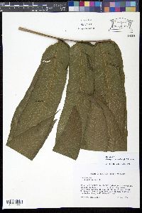 Meniscium reticulatum image