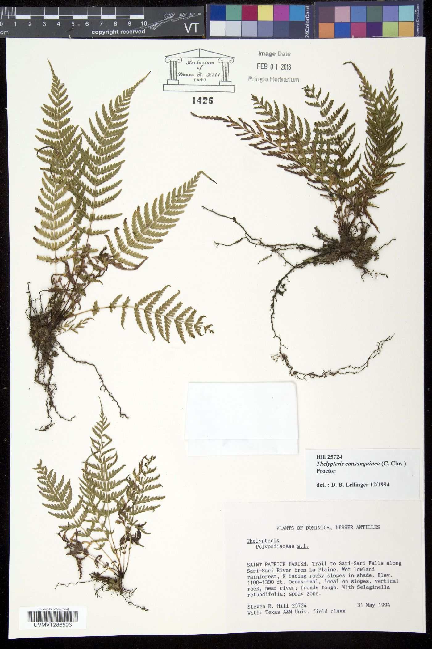 Thelypteris consanguinea image