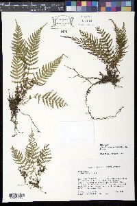Media resource of Thelypteris consanguinea