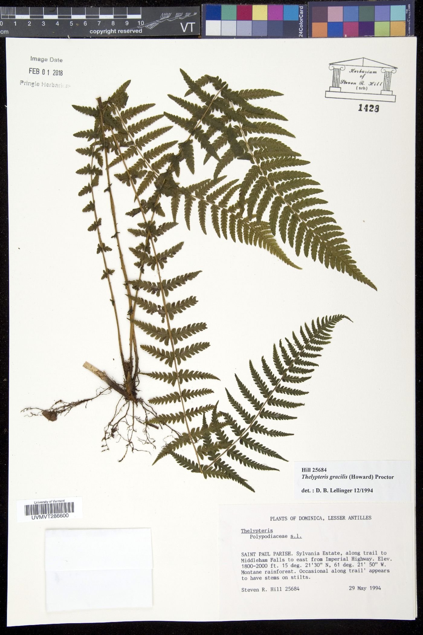 Amauropelta gracilis image