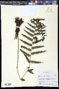Amauropelta linkiana image