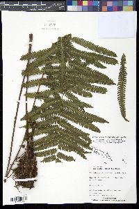 Sphaerostephanos richardsii image