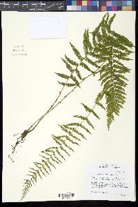 Thelypteris nevadensis image