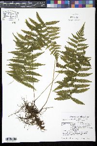 Coryphopteris simulata image