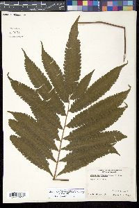 Media resource of Goniopteris nicaraguensis