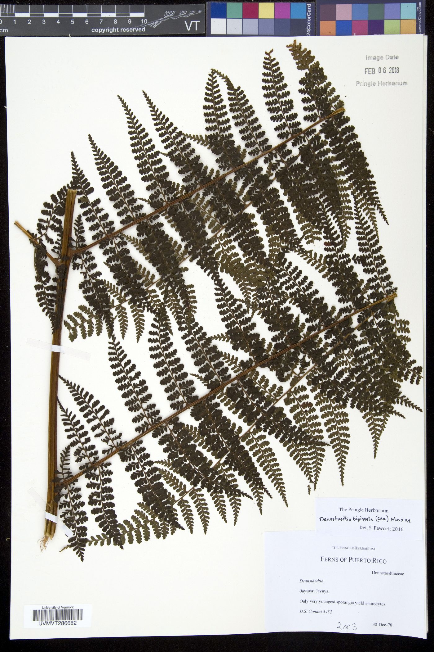 Dennstaedtia cornuta image
