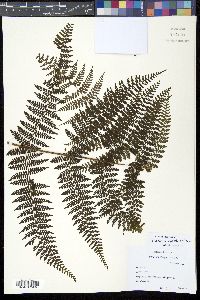 Dennstaedtia cornuta image