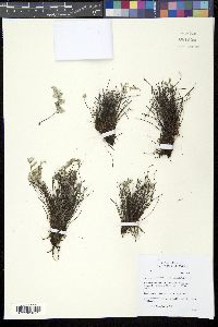Myriopteris parryi image
