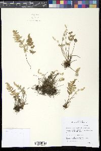 Myriopteris newberryi image