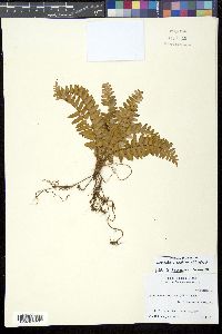 Nephrolepis exaltata image