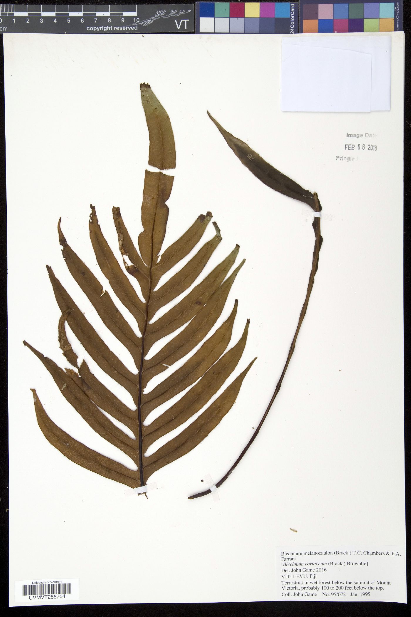 Blechnum melanocaulon image