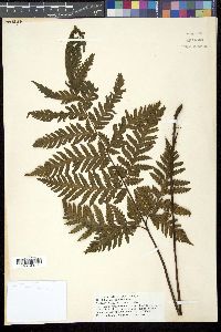 Media resource of Tectaria dissecta