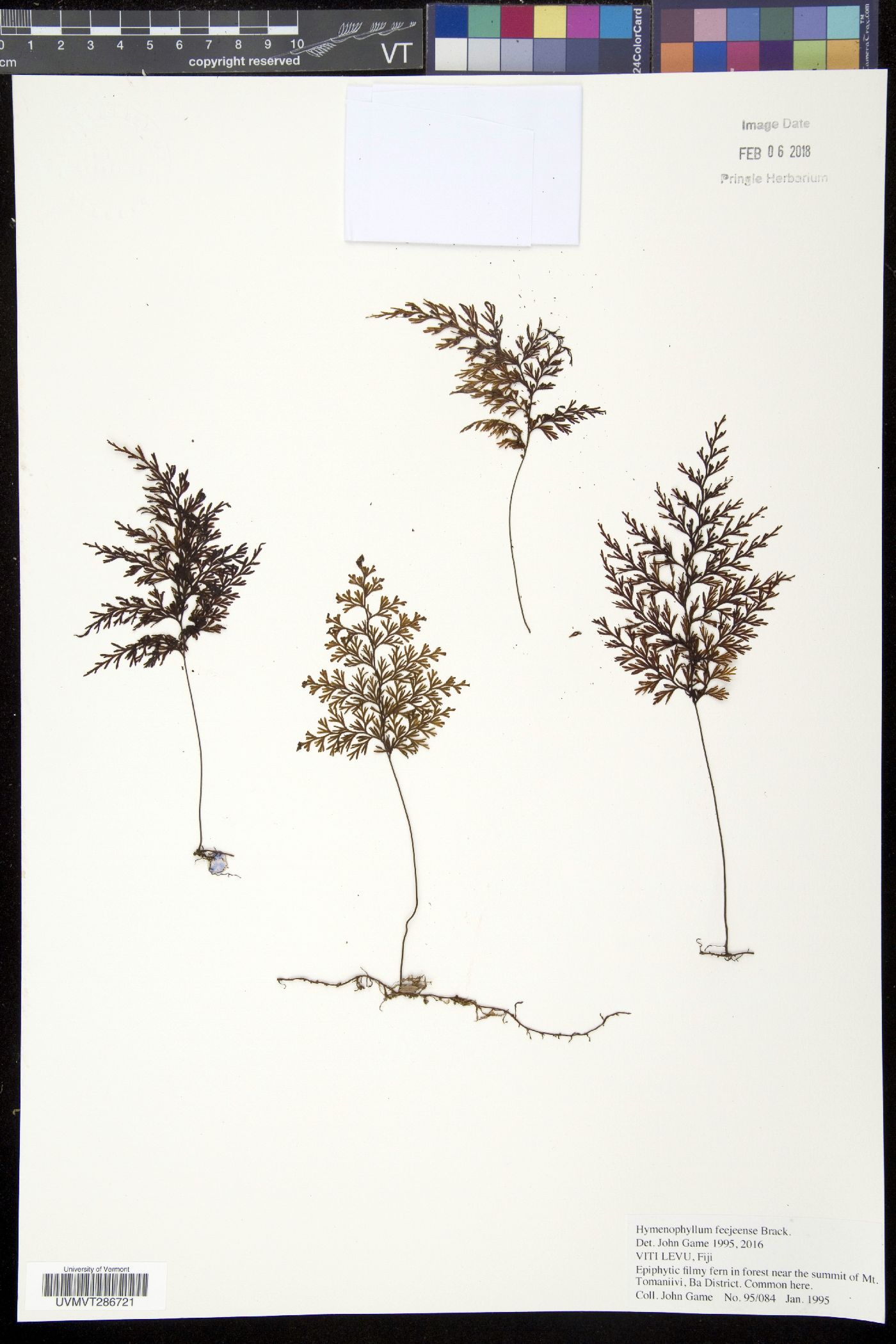 Hymenophyllum feejeense image