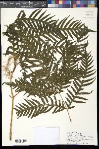 Pteris comans image