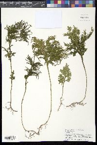 Selaginella firmula image