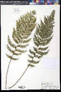 Media resource of Callistopteris apiifolia