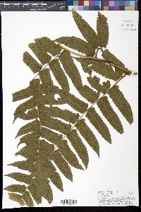 Diplazium echinatum image