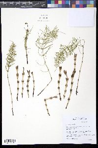 Media resource of Equisetum pratense