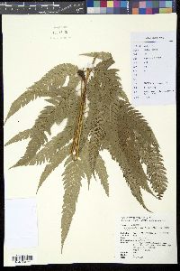 Media resource of Arachniodes rhomboidea