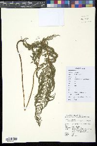 Dryopteris erythrosora image
