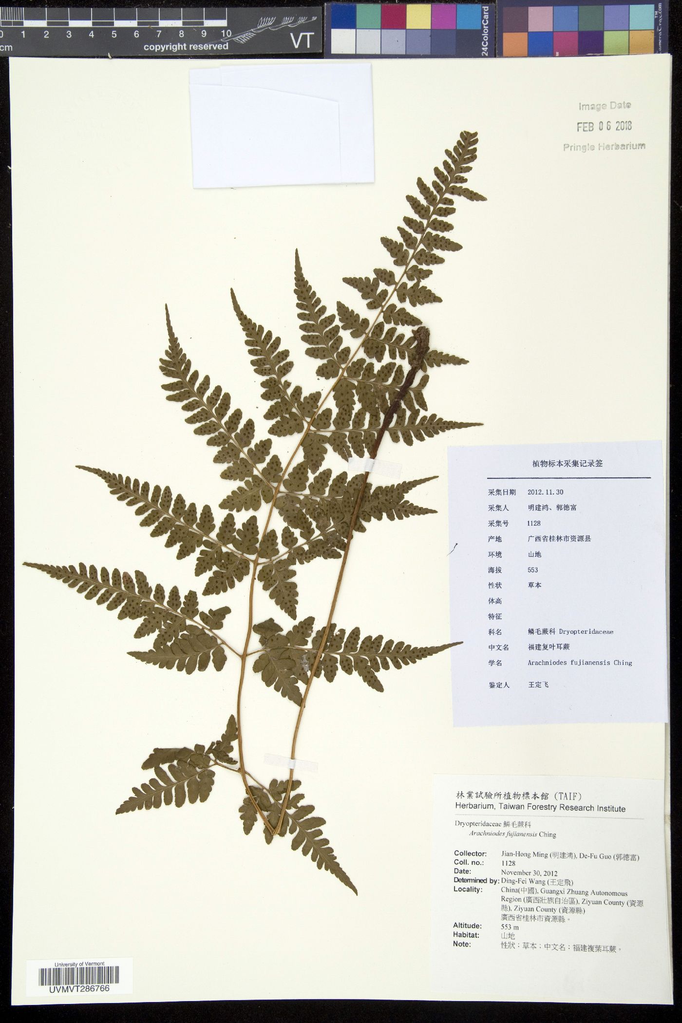 Arachniodes fujianensis image