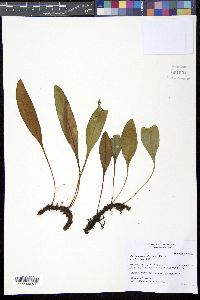 Elaphoglossum glaucum image