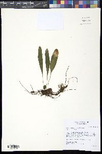 Elaphoglossum glaucum image