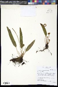 Elaphoglossum petiolatum image