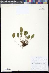 Elaphoglossum pilosius image