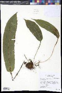 Elaphoglossum erinaceum image