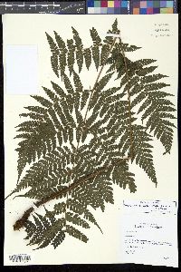 Media resource of Megalastrum atrogriseum