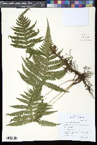 Phegopteris connectilis image