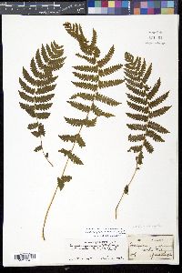 Christella hispidula image