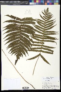 Media resource of Christella parasitica