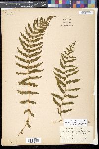 Christella hispidula image
