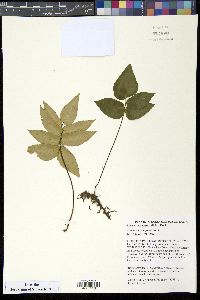 Media resource of Pellaea paradoxa