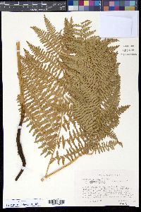 Pteridium aquilinum var. pubescens image