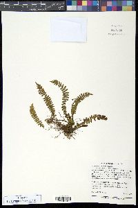 Asplenium resiliens image