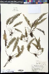 Media resource of Terpsichore eggersii