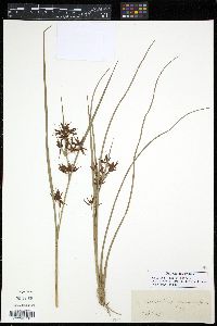 Rhynchospora macrostachya image